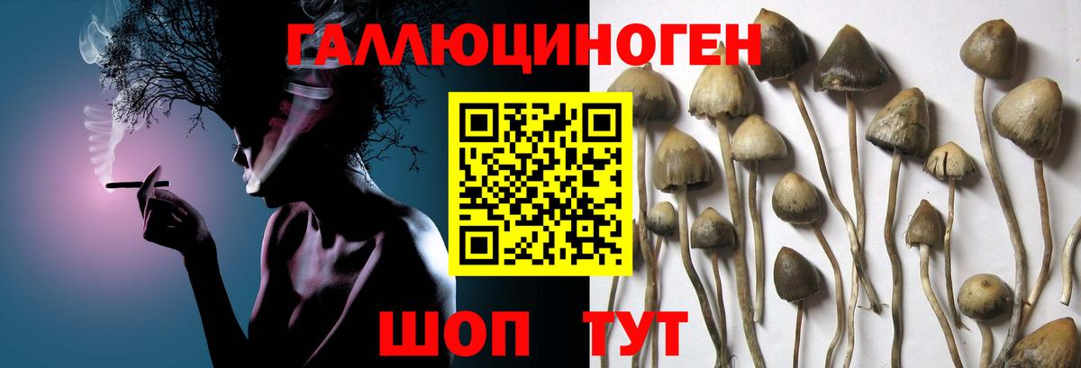 Псилоцибиновые грибы Psilocybe Москва